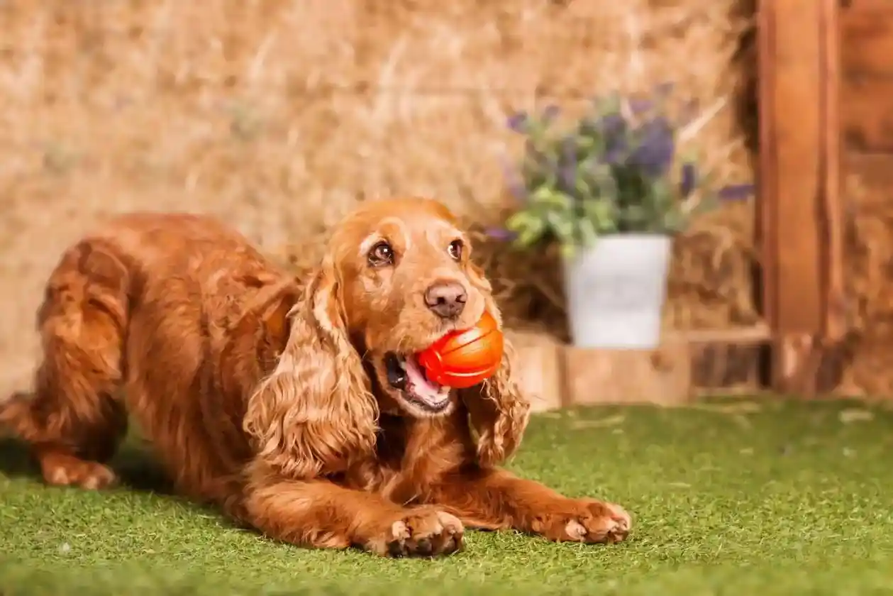 Cocker spaniel playing, cocker spaniel exercising